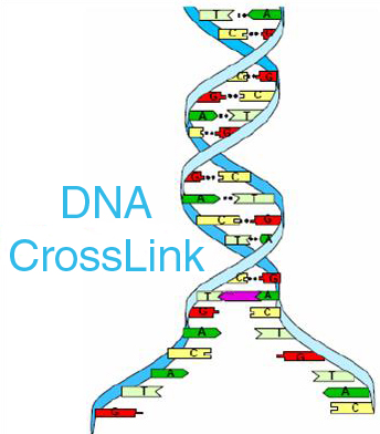 DNA Crosslink DNA Linking